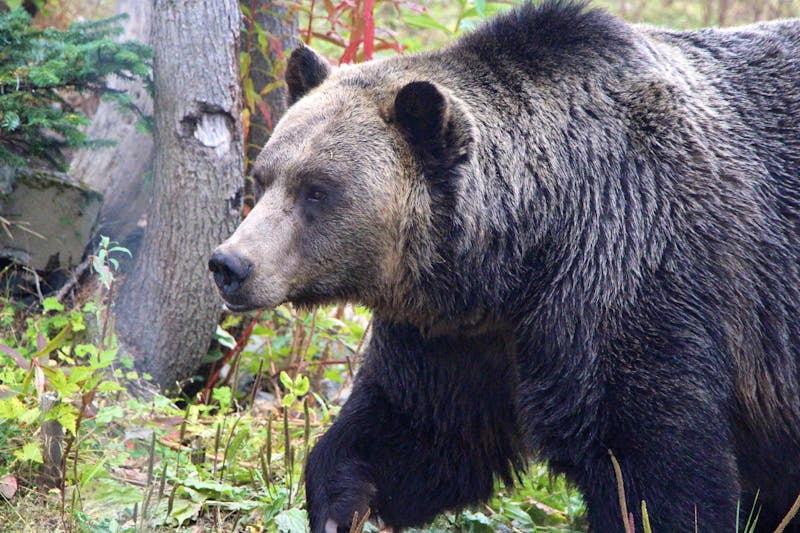 Grizzly-Bär auf dem Grouse Mountain bei Vancouver - ©Eberhardt TRAVEL