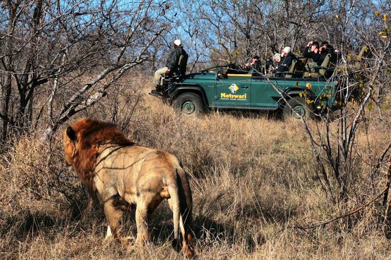 Safari im Timbavati Wildreservat - ©Annett Müller