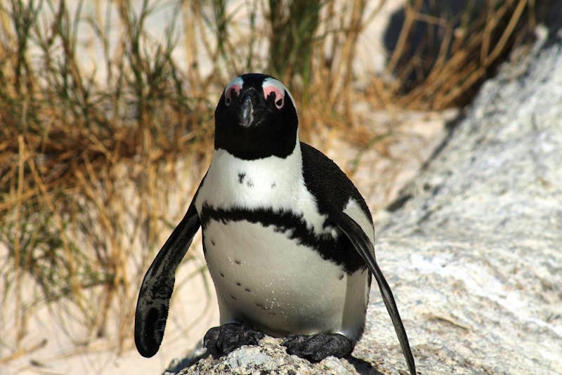Pinguin am Boulders Beach in Südafrika - ©Annett Müller - Eberhardt TRAVEL