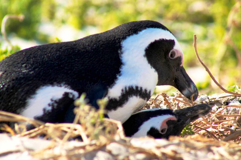 Boulder`s Beach - Bald Familie Frack - ©Annett Müller - Eberhardt TRAVEL