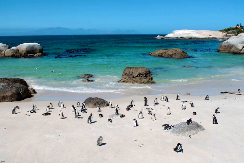Pinguine am Boulders Beach - ©Astrid Kunath