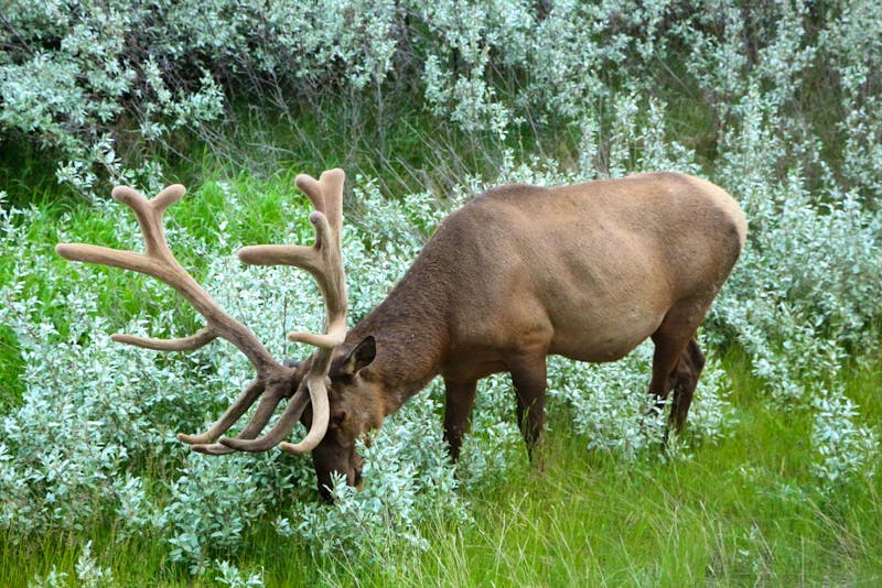 Wapiti-Hirsch bei Jasper - ©Eberhardt TRAVEL