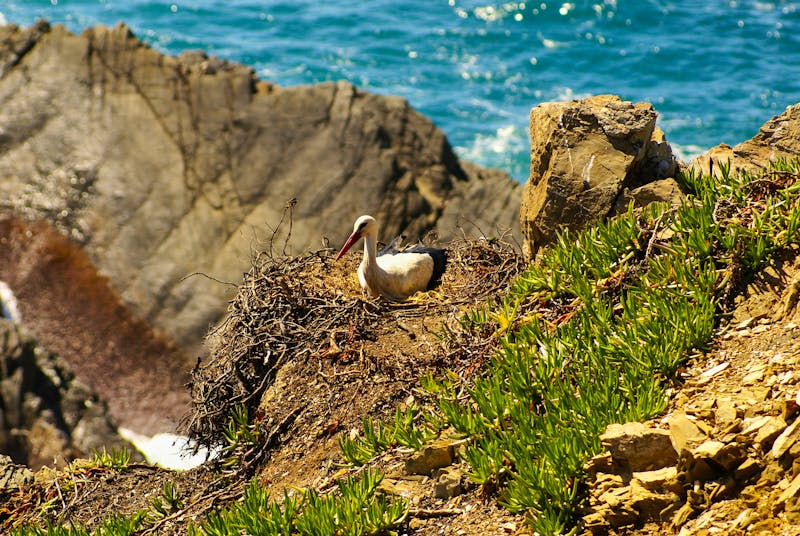 Storchennest an der Costa Alentejana - ©Lukasz Janyst - Adobe Stock