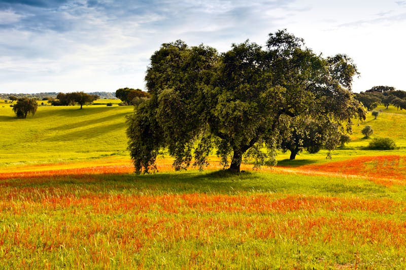 Landschaft der Region Alentejo in Süd-Portugal - ©carpeira - Adobe Stock