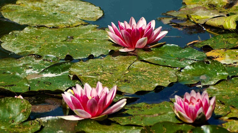 Wasserlilien Giverny - ©Pixabay CCO Public Domain