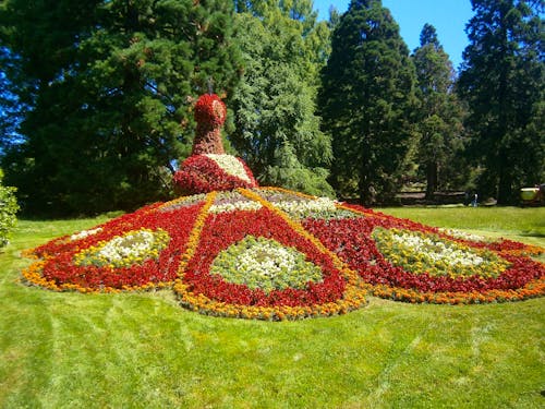 Insel Mainau, der Pfau aus Blumen &ndash; &copy; Eberhardt TRAVEL