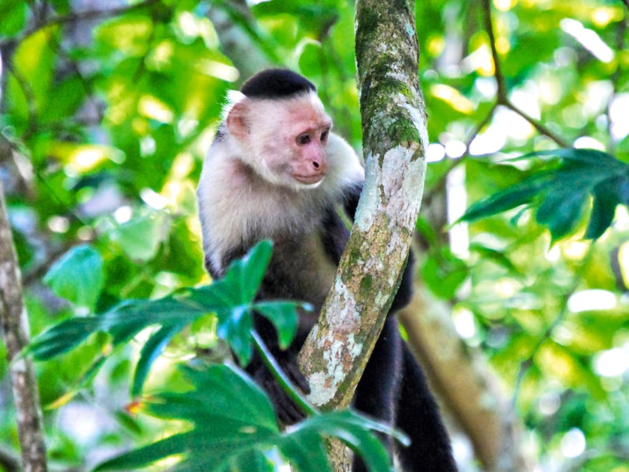 Affe im Nationalpark von Costa Rica – © Elena - Sprachcaffe