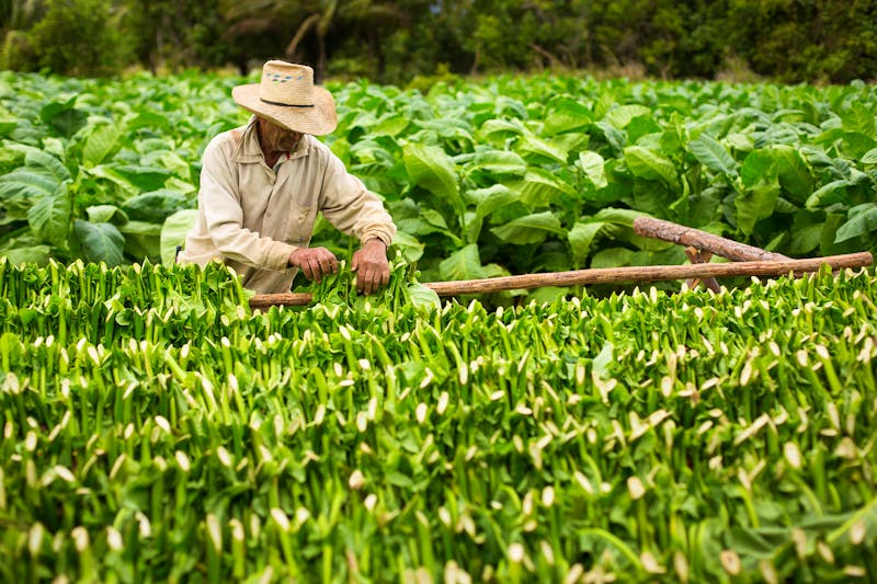 Tabakbauer im Vinales-Tal - ©www.danmirica.ro - Abobe Stock