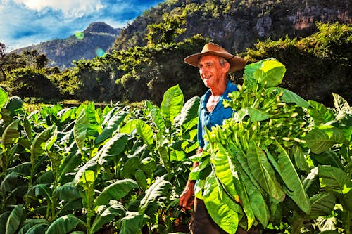 Tabakbauer im Vinales-Tal &ndash; &copy; Ingo Bartussek - Adobe Stock