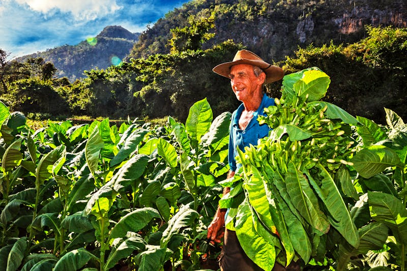 Tabakbauer im Vinales-Tal - ©Ingo Bartussek - Adobe Stock