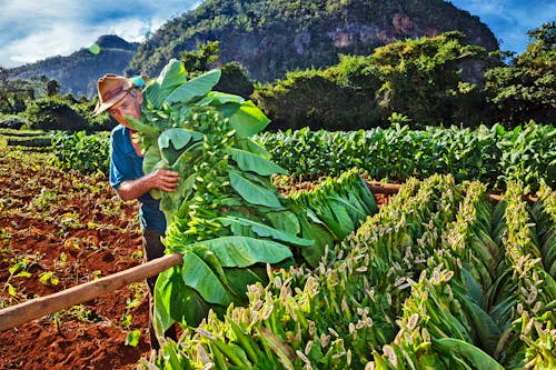 Tabakbauer im Vinales-Tal &ndash; &copy; Ingo Bartussek - Adobe Stock
