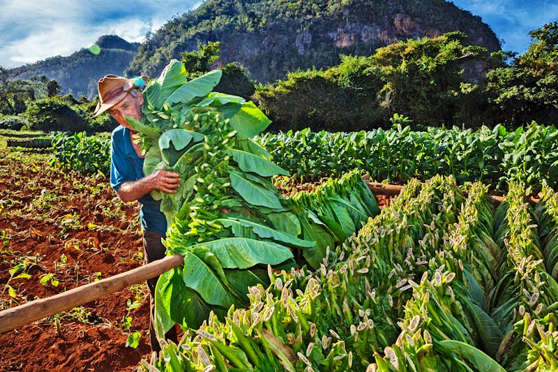Tabakbauer im Vinales-Tal - ©Ingo Bartussek - Adobe Stock