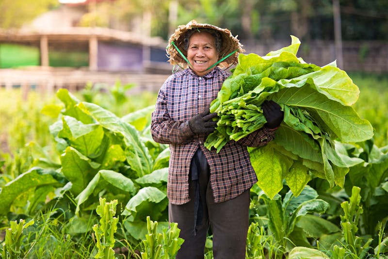 Tabakbäuerin im Vinales-Tal - ©thekob5123 - Adobe Stock