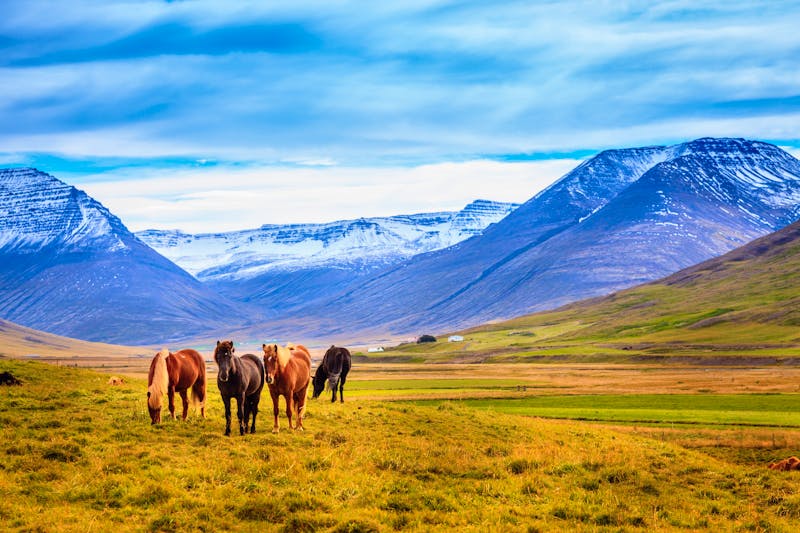 Pferde auf Island - ©Alexey Stiop - Adobe Stock