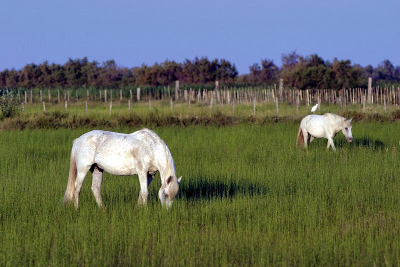 Camargue-Pferde - ©Atout France