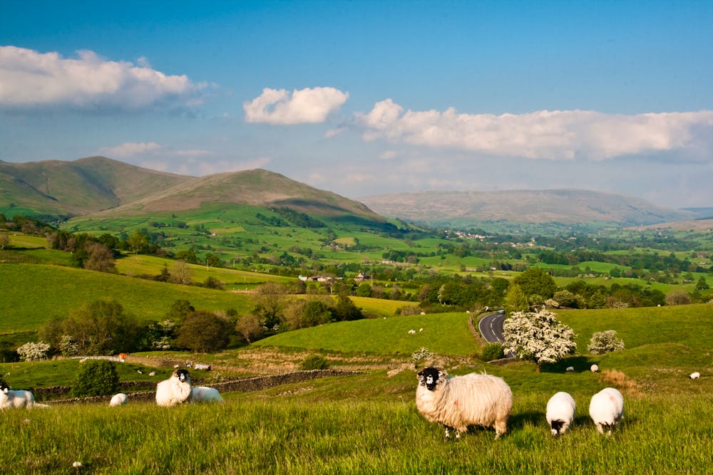 Schafe Dartmoor Sedbgergh England &ndash; &copy; Radomir Rezny / Capture Light - Adobe Stock