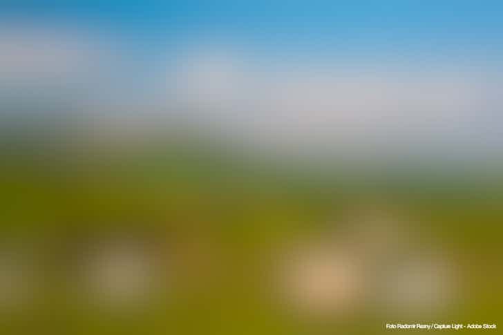 Schafe Dartmoor Sedbgergh England – © Radomir Rezny / Capture Light - Adobe Stock