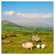 Schafe Dartmoor Sedbgergh England – © Radomir Rezny / Capture Light - Adobe Stock