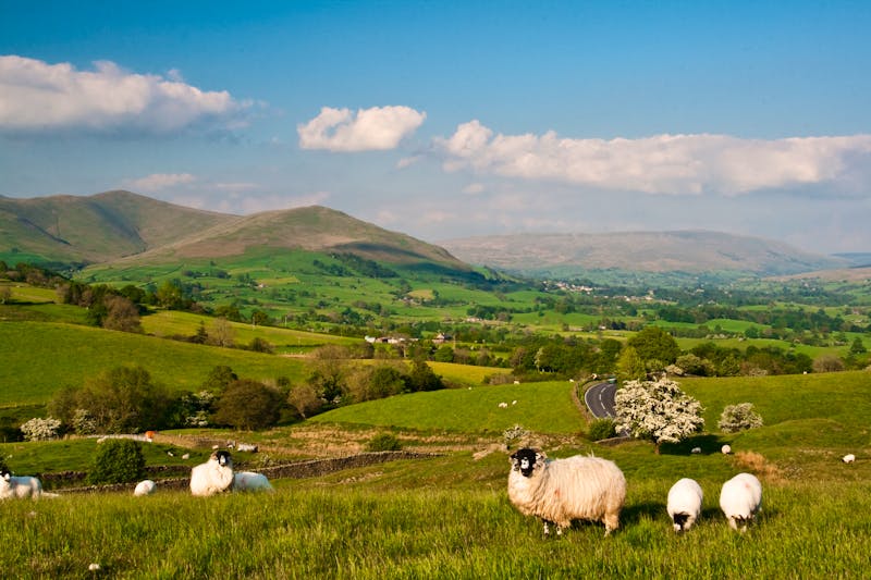 Schafe Dartmoor Sedbgergh England - ©Radomir Rezny / Capture Light - Adobe Stock