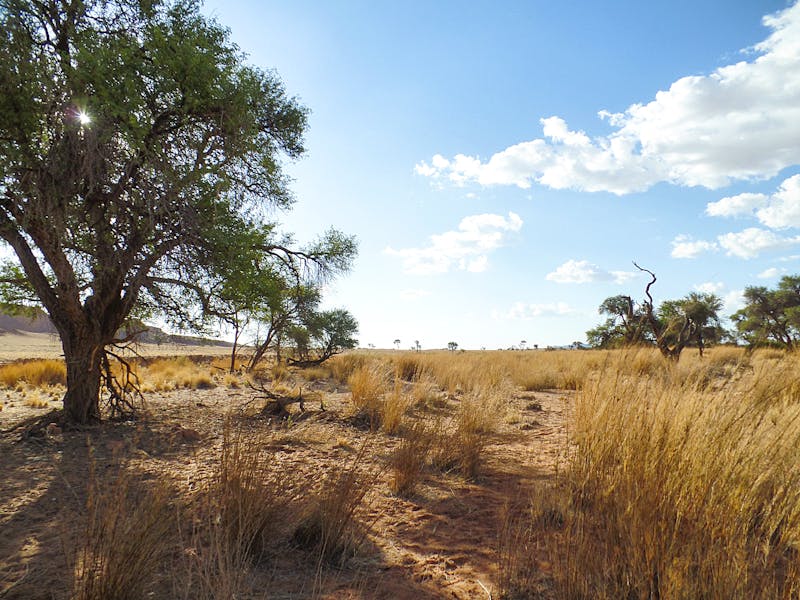 Steppen-Landschaft in Namibia - ©Eberhardt TRAVEL