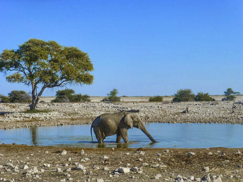 Etoscha-Wasserloch - ©Eberhardt TRAVEL