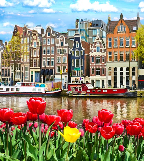Tulpen und Haeuser in Amsterdam &ndash; &copy; anko_ter - Fotolia