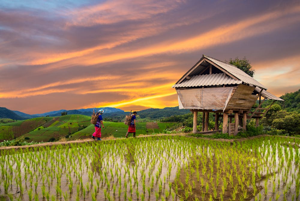 Vietnam Reisterassen &ndash; &copy; martinhosmat083 - Fotolia - Adobe Stock