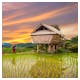 Vietnam Reisterassen – © martinhosmat083 - Fotolia - Adobe Stock