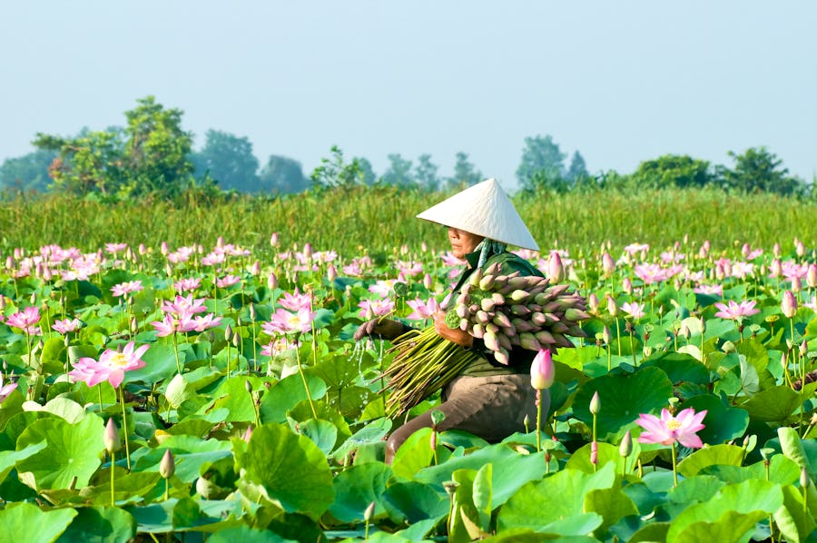 Lotos Ernte im Mekong-Delta - Vietnam – © danhvc - Fotolia