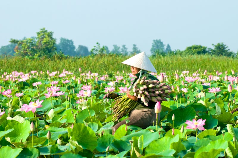 Lotos Ernte im Mekong-Delta - Vietnam - ©danhvc - Fotolia