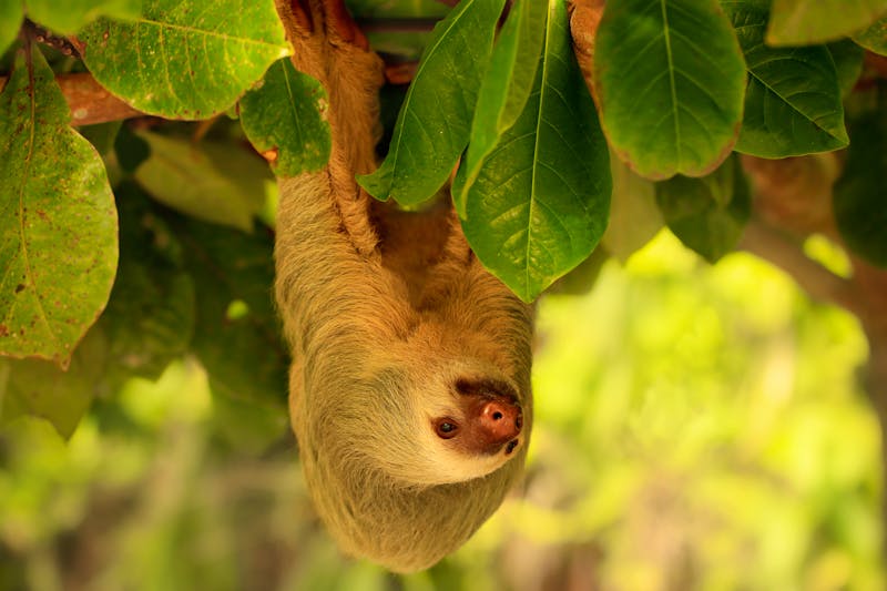 Faultier im Regenwald - ©ingalin - Fotolia