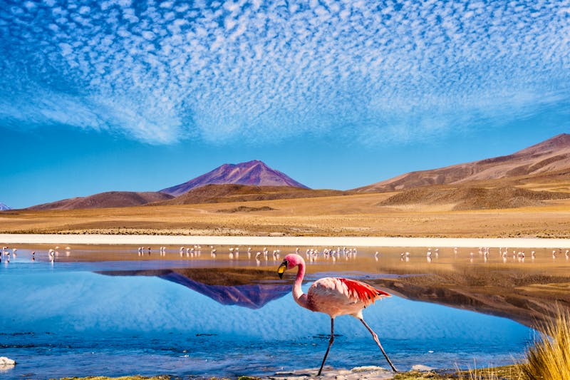 Flamingos am Salzsee in Bolivien - ©filippo romeo - Adobe Stock