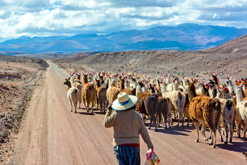Lama-Herde im Andenhochland - ©jkraft5 - Fotolia