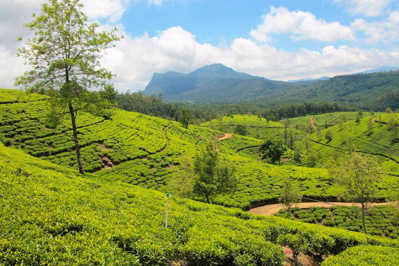 Teeplantagen im Hochland Sri Lankas bei Nuwara Eliya - ©Eberhardt TRAVEL
