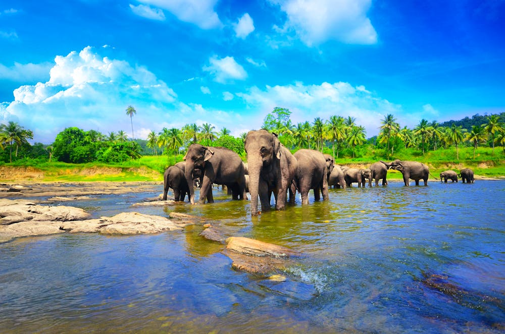 Elefanten in Sri Lanka &ndash; &copy; eranda - Fotolia