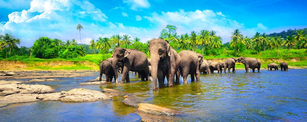 Elefanten in Sri Lanka – © eranda - Fotolia