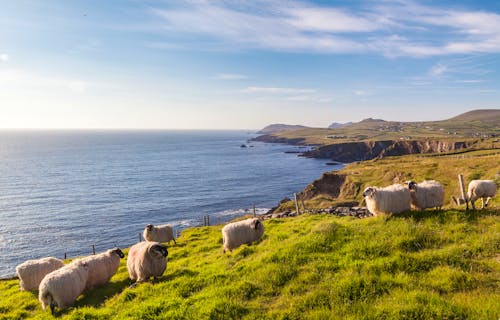 Halbinsel Dingle - Irland &ndash; &copy; senicer - Fotolia