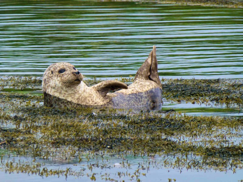Robbe in der Garinish Bay - Irland - ©Eberhardt TRAVEL