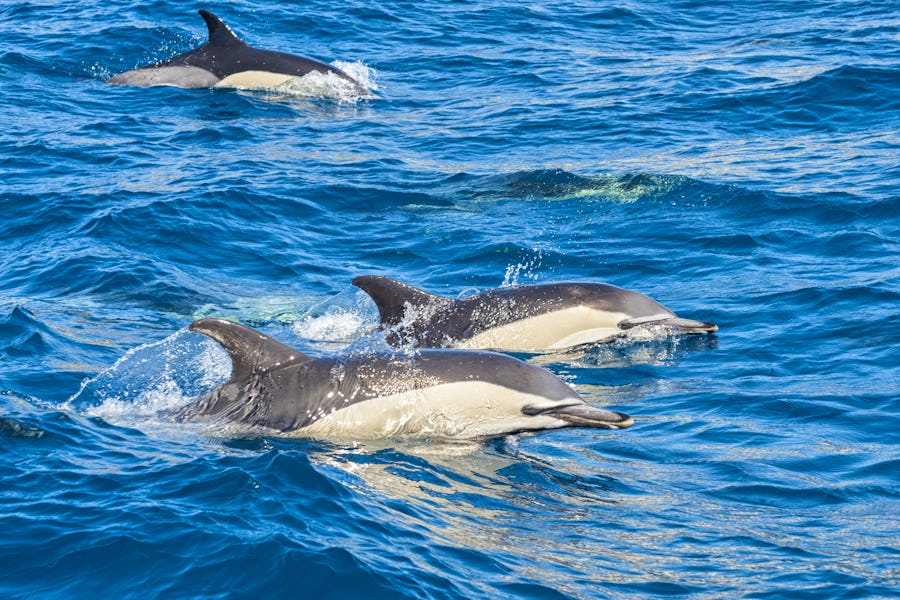 Delfine bei den Azoren im Atlantik – © Nikokvfrmoto - Fotolia