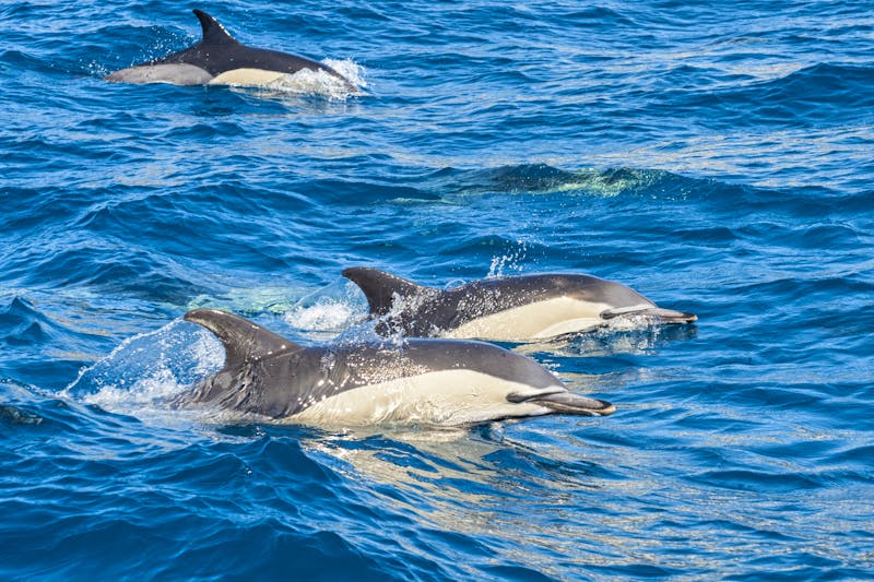 Delfine bei den Azoren im Atlantik - ©Nikokvfrmoto - Fotolia