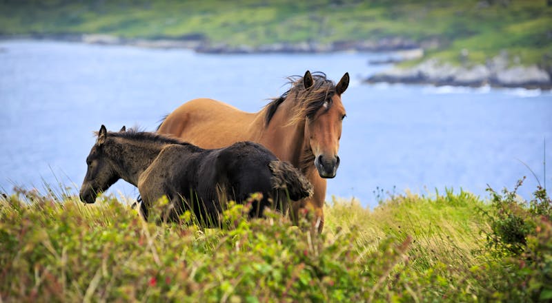 Connemara-Region in Irland - ©Fulcanelli - Fotolia