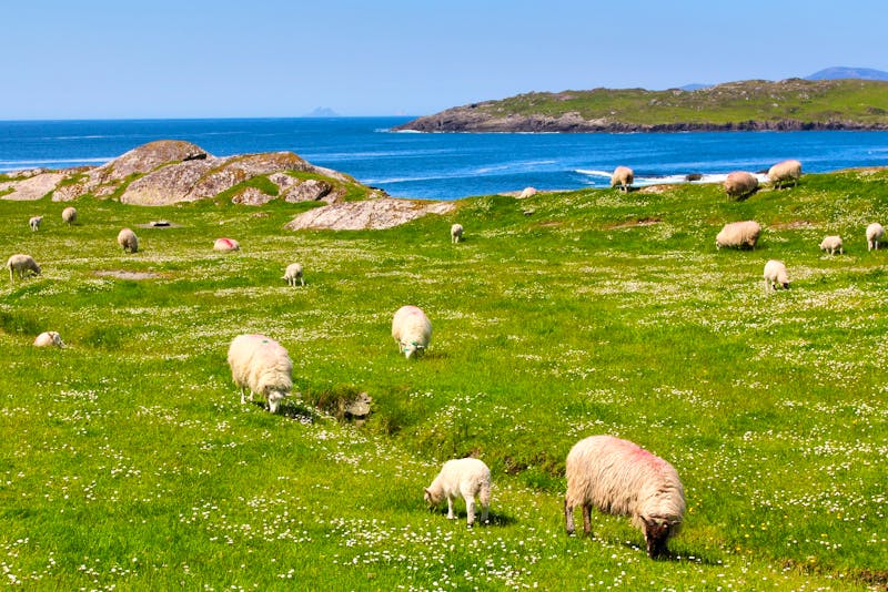 Am Ring of Kerry in Irland - ©captblack76 - Fotolia
