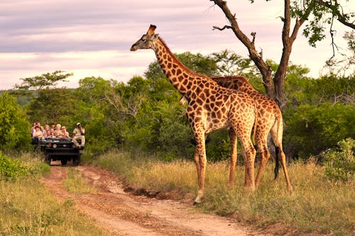 Jeepsafari &ndash; &copy; Volker Haak - Fotolia