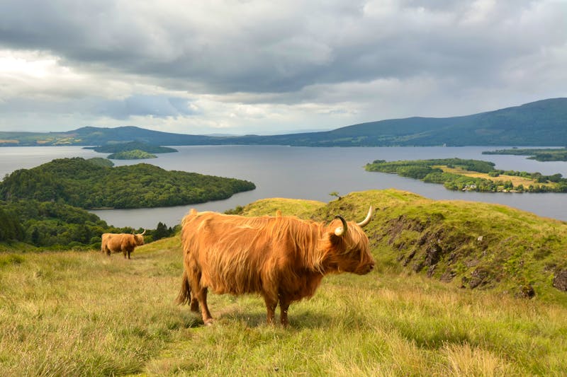Schottische Highlands - ©Kay Roxby - Adobe Stock
