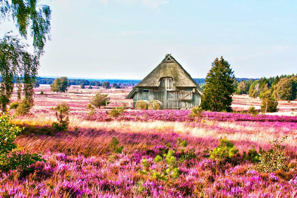Lüneburger Heide &ndash; &copy; Gabriele Rohde - Fotolia