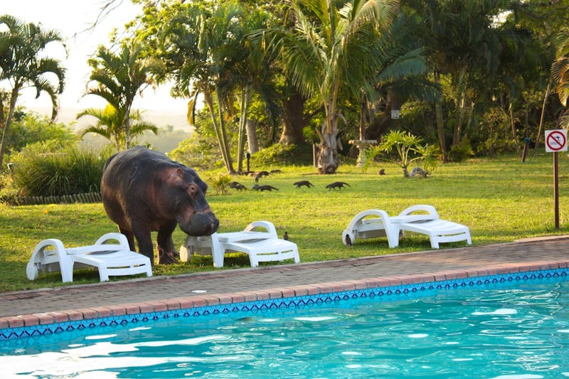 Besuch in der Lodge - &copy;Elephan Lake Hotel