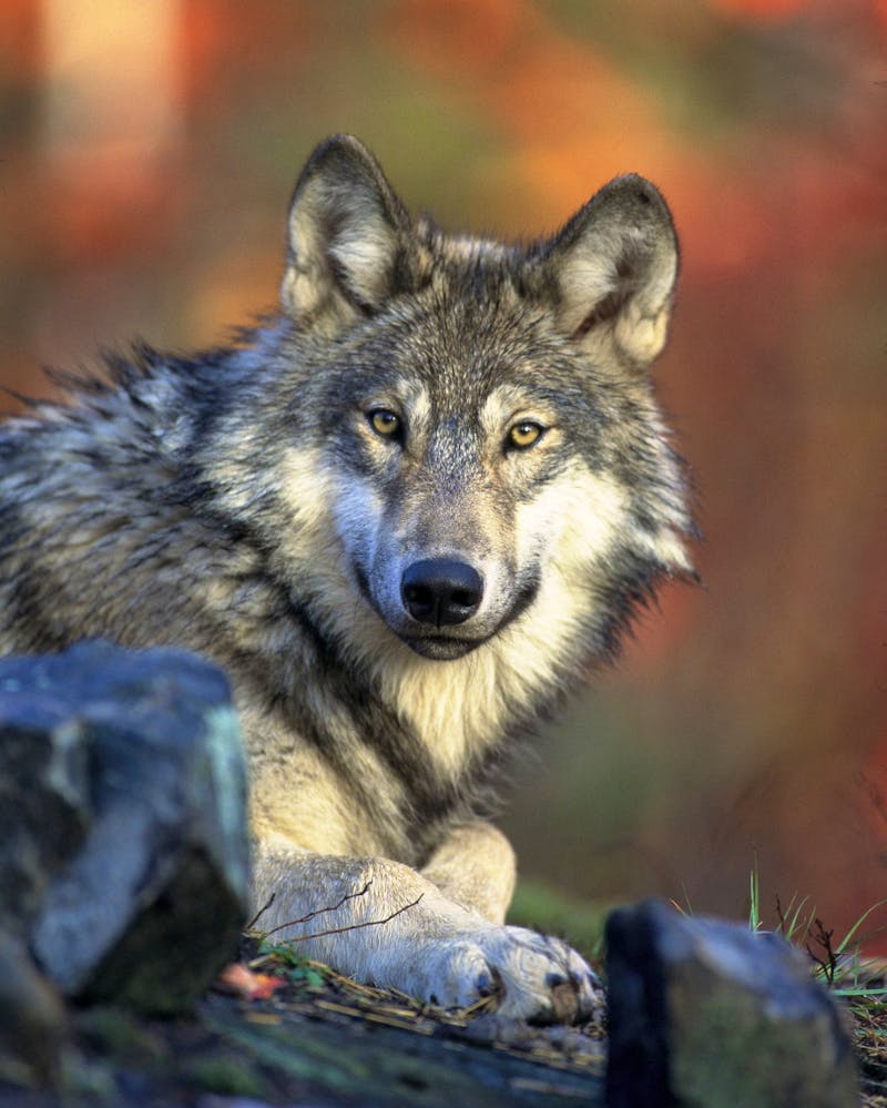Wolf - ©pixabay