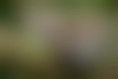 Ozelot im Regenwald Mittelamerikas - ©www.NaturePhoto.cz - Adobe Stock