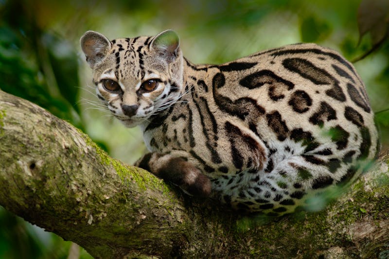 Ozelot im Regenwald Mittelamerikas - ©www.NaturePhoto.cz - Adobe Stock