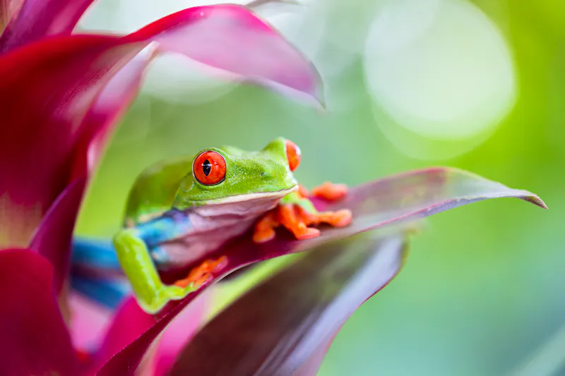 Red Eye Frosch im Regenwald Mittelamerikas - &copy;kikkerdirk - Fotolia
